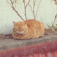 ふじまる