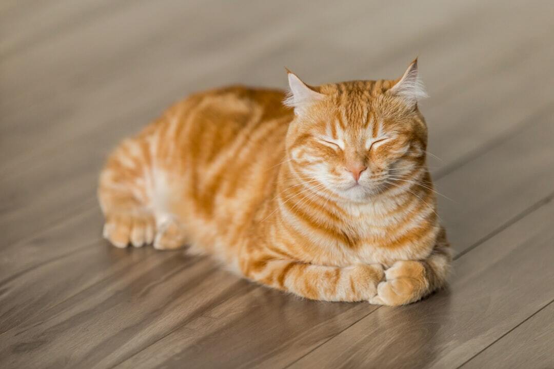 ペット飼ってます。