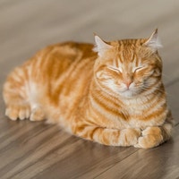 ペット飼ってます。