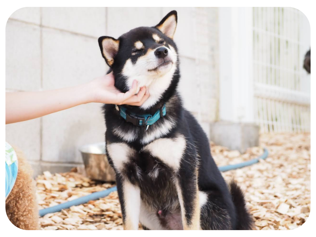 園長の愛犬飼い方の学校について | 園長の愛犬飼い方の学校