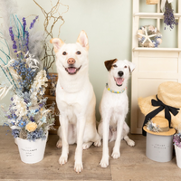 西村聡美 | トレーナー