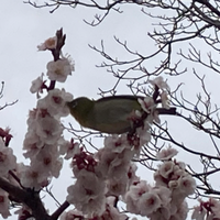 おさむ