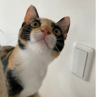 ふみすけ_core.member