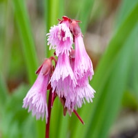 お花、植物　発見！