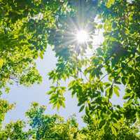 「朝型人間になれる」部