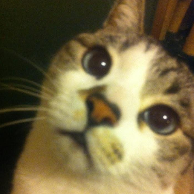 おがちゃん