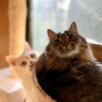 猫写真部