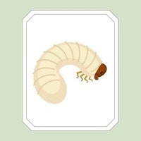 昆虫