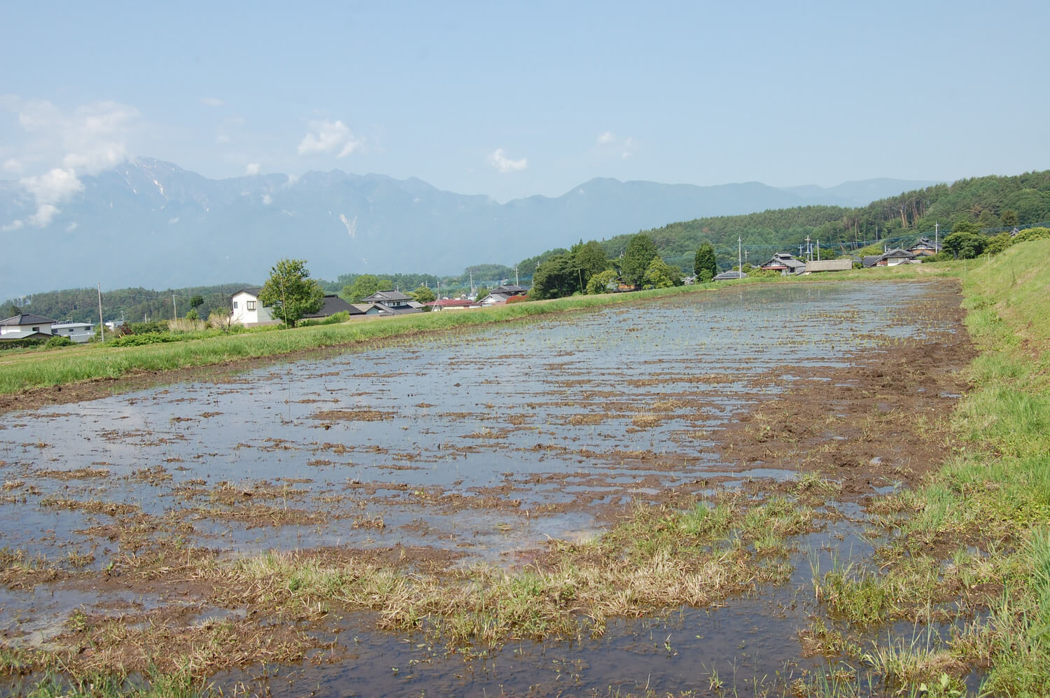 農業（田んぼ）はじめました