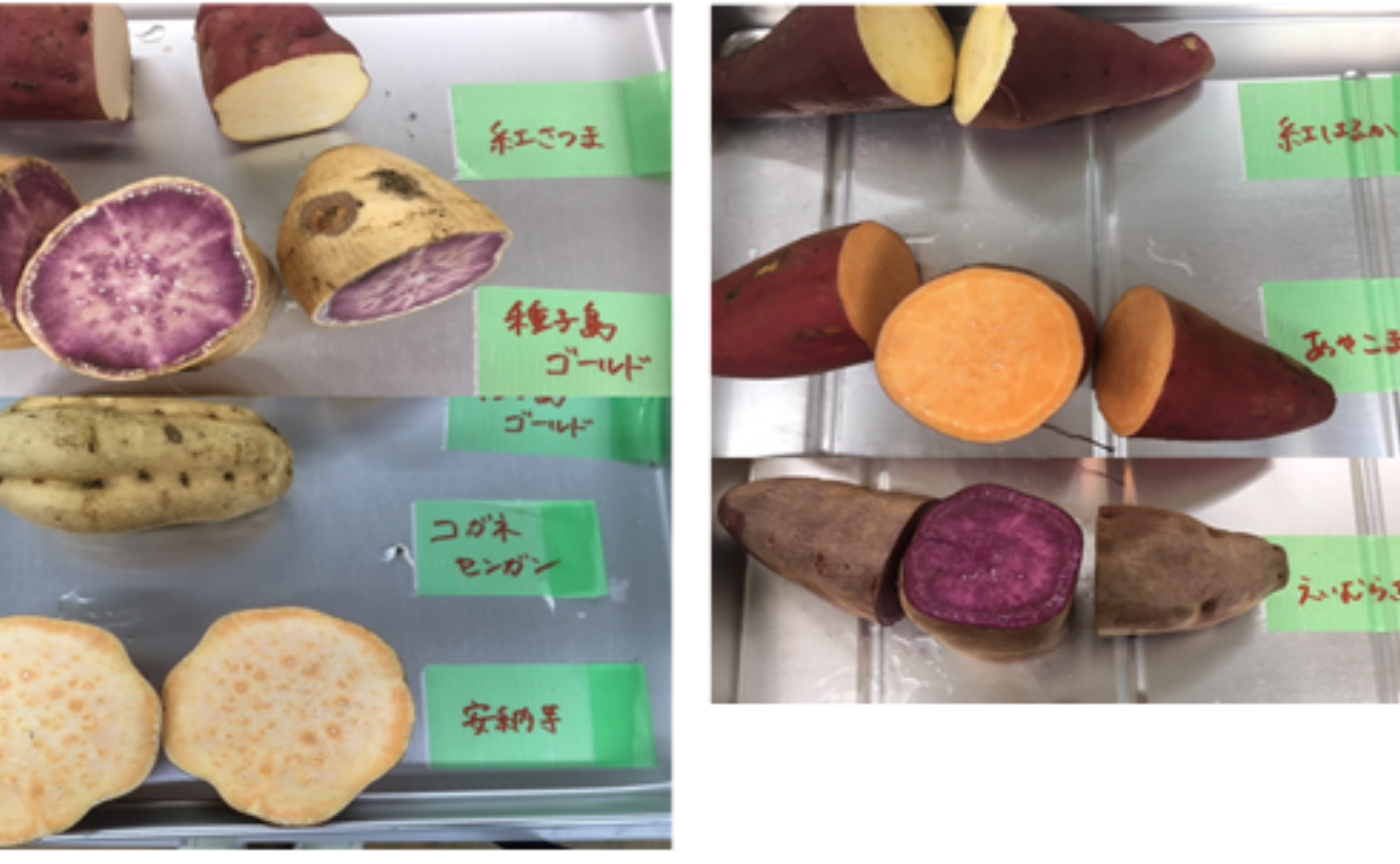 「日常芋飯事」の裏側あれこれ、さつまいも愛