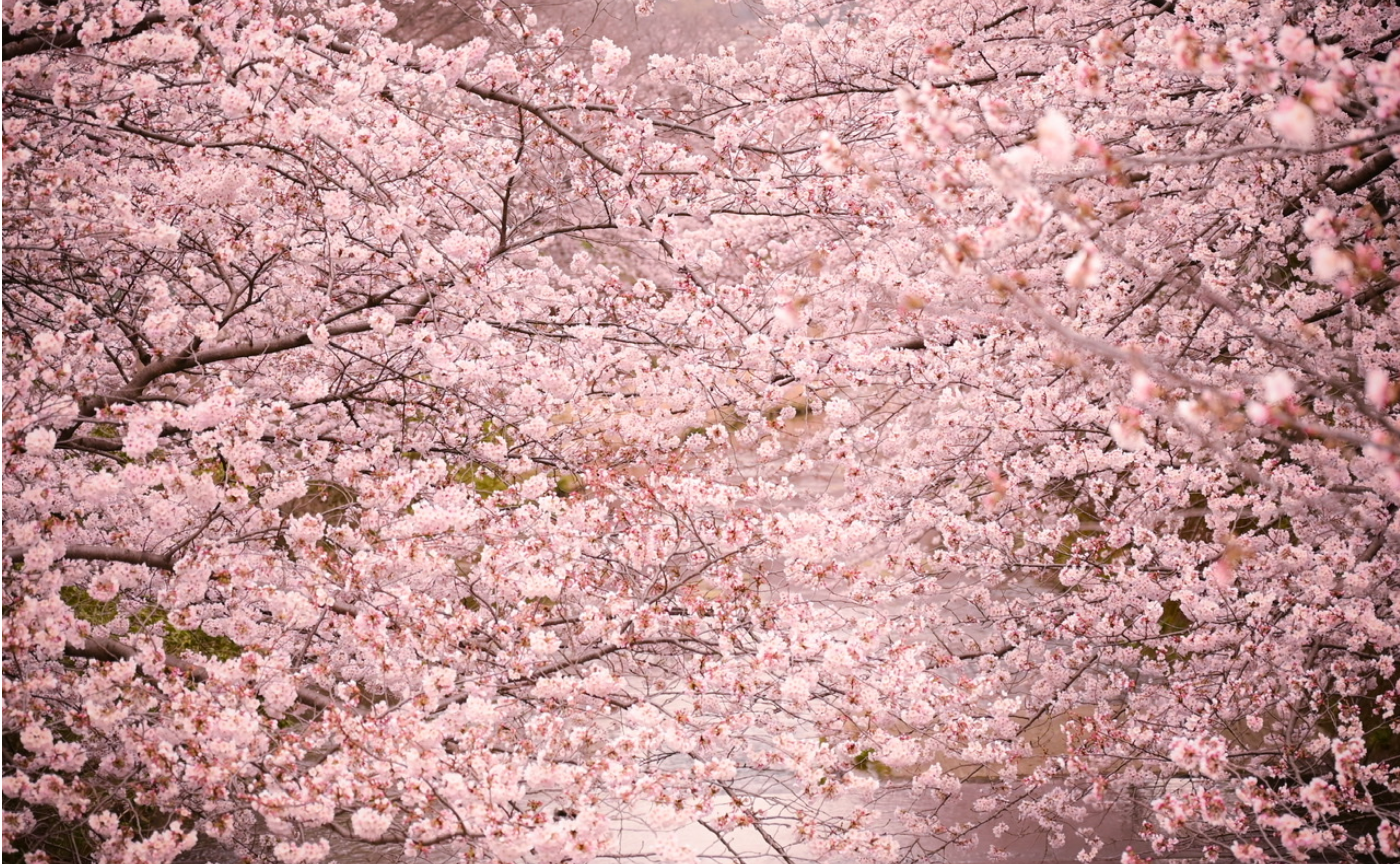 【穴場】東京で静かに愉しめるお花見SPOT