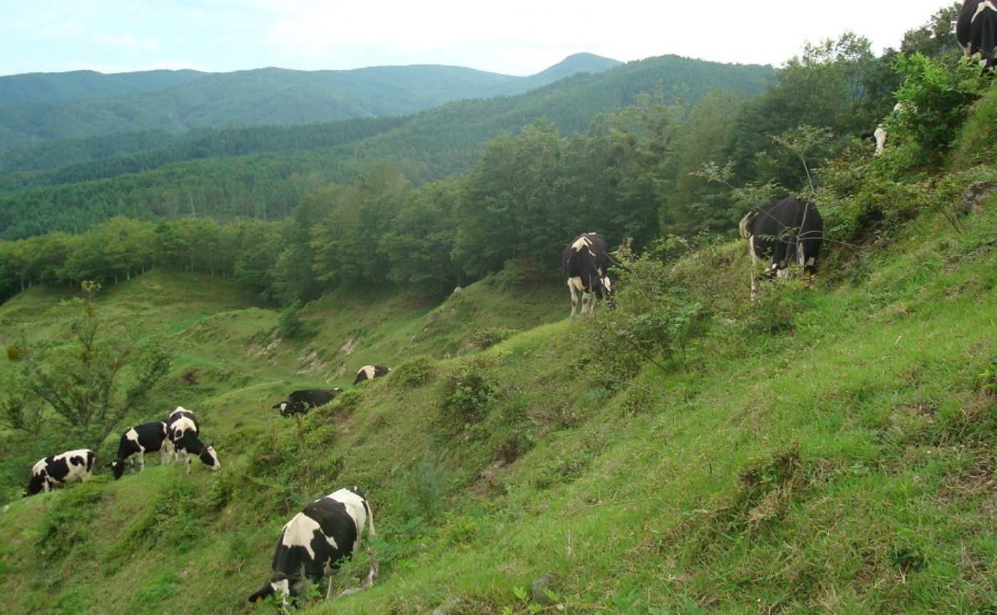 #10 山地酪農～24時間365日放牧、自然の摂理とともに行う酪農～