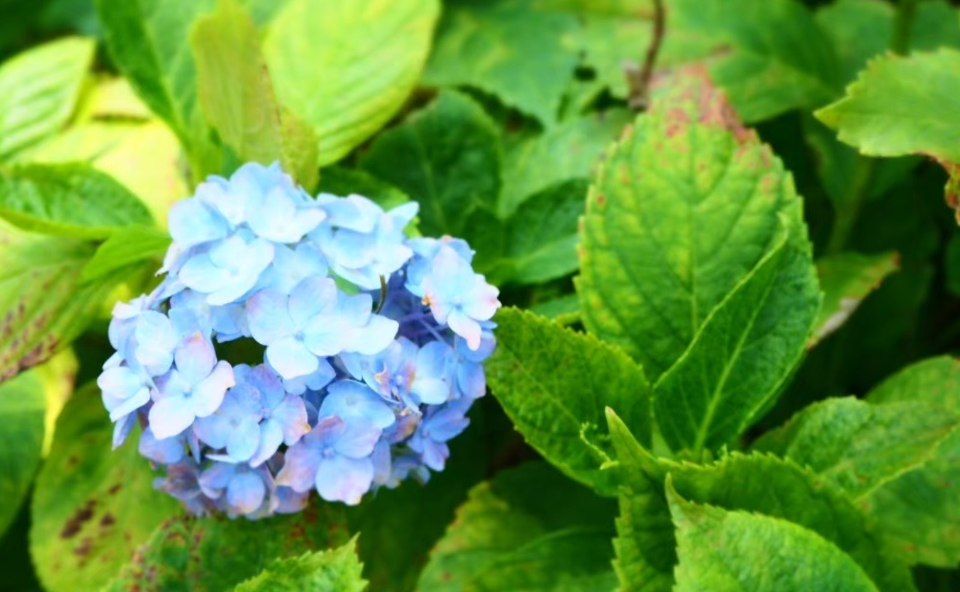 今訪れたい！京都の紫陽花スポット&スイーツ