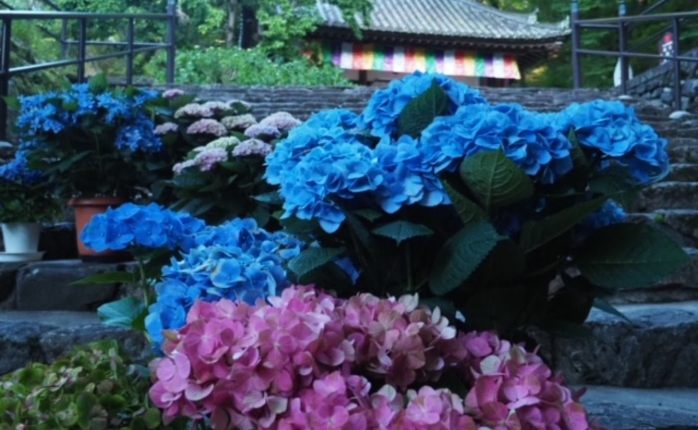 【奈良】大和三大観音あぢさゐ回廊　～その１　長谷寺篇～