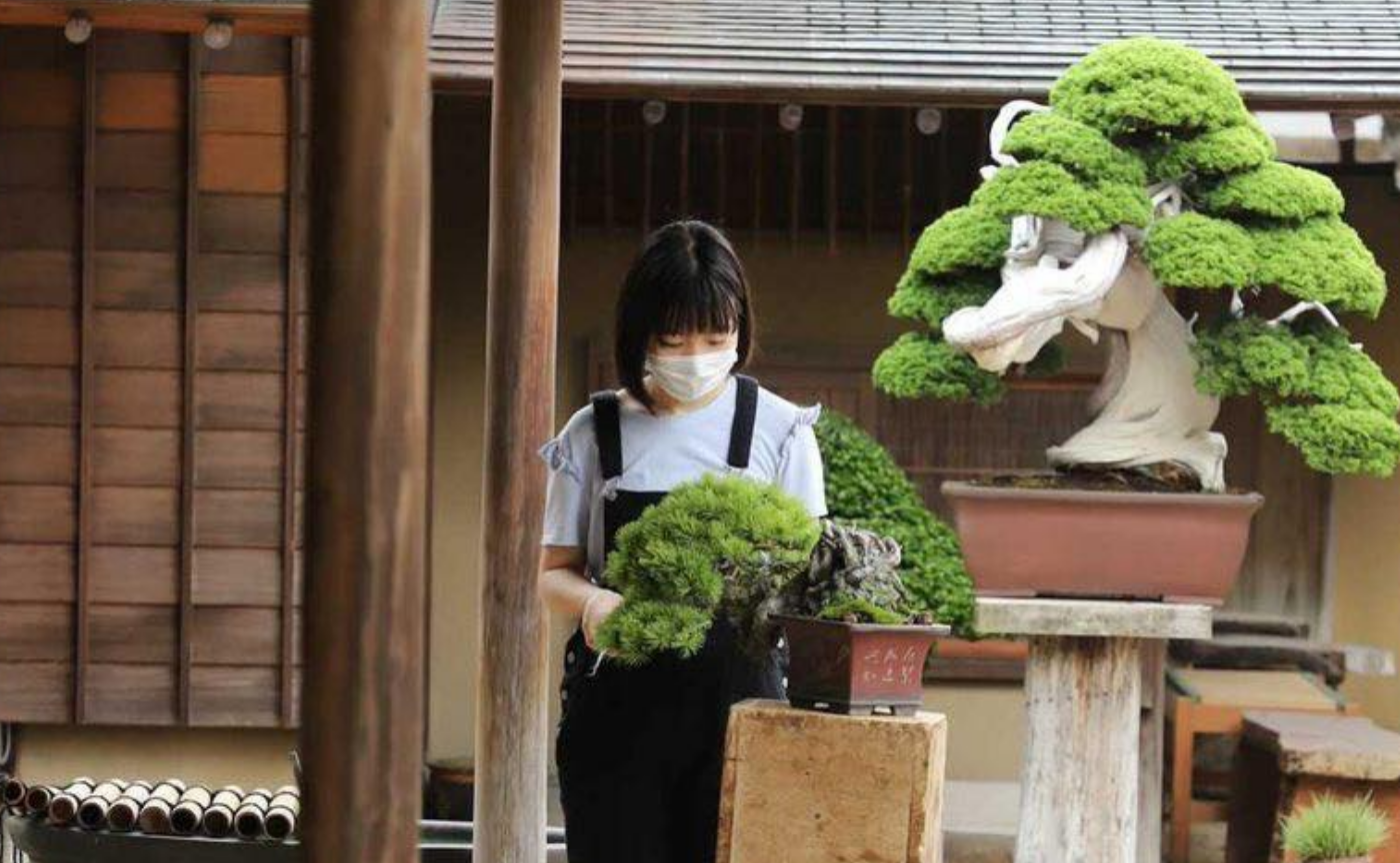 日本の伝統文化の「華」を伝承する天才盆栽少女から広がる世界