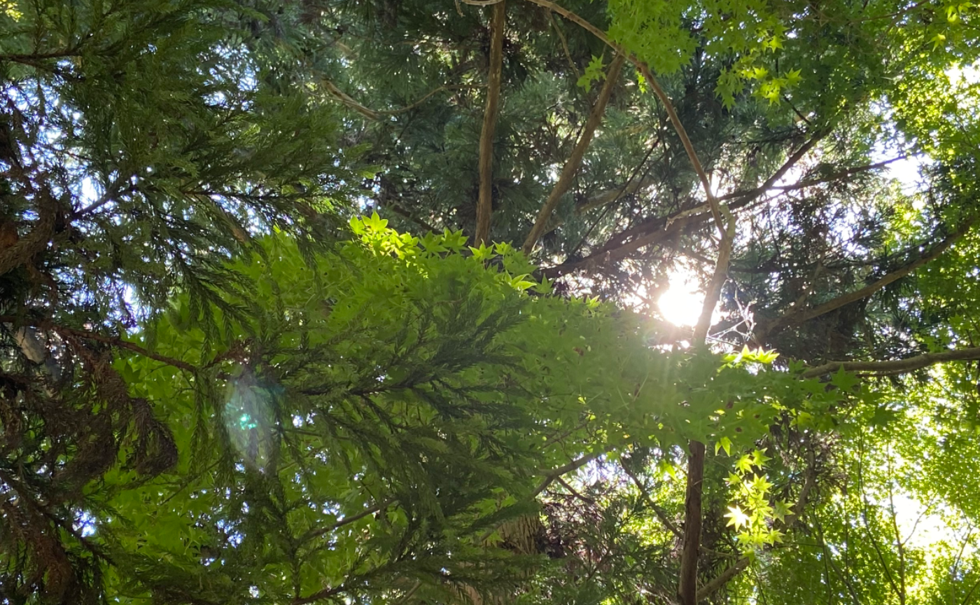 山登りに出かけるの巻