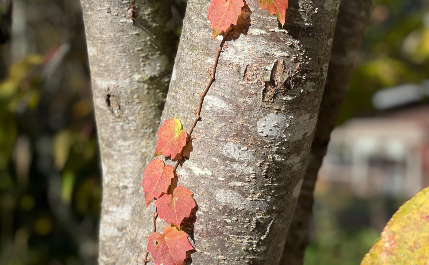 さわこ氏のシェアROOM