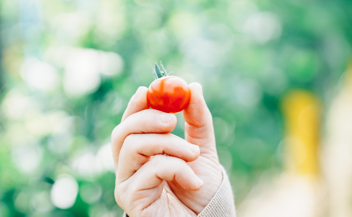 玉名の美味トマトをお家で撮影！プレゼント＆ワークショップ