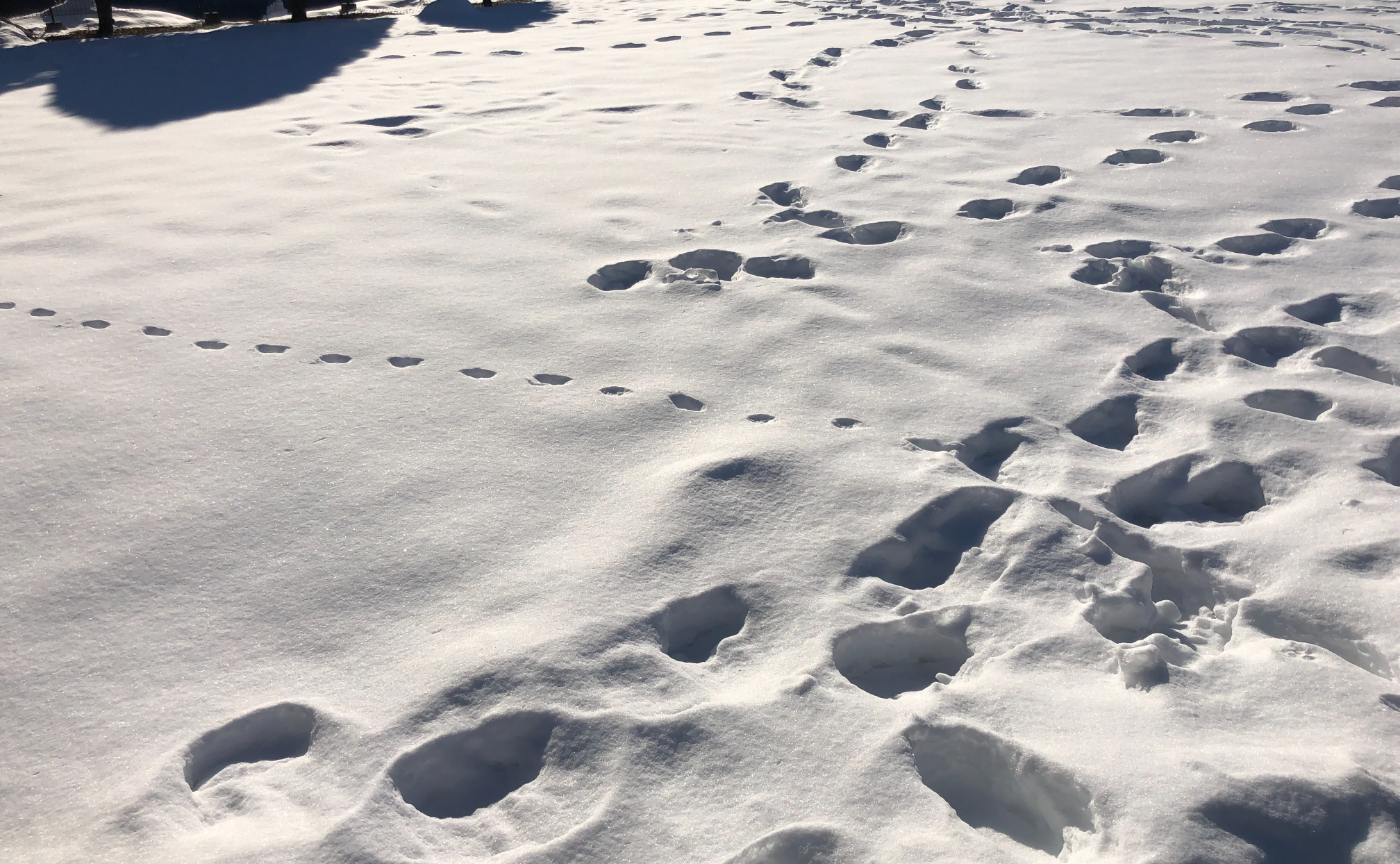 おとなも発達しきってはいない