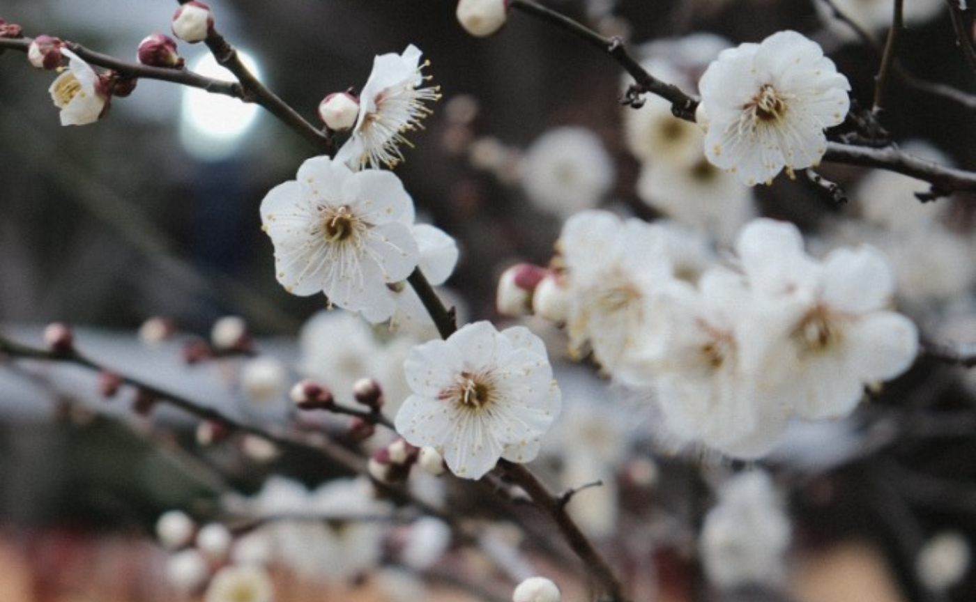 湯島天神に行って来ました〜