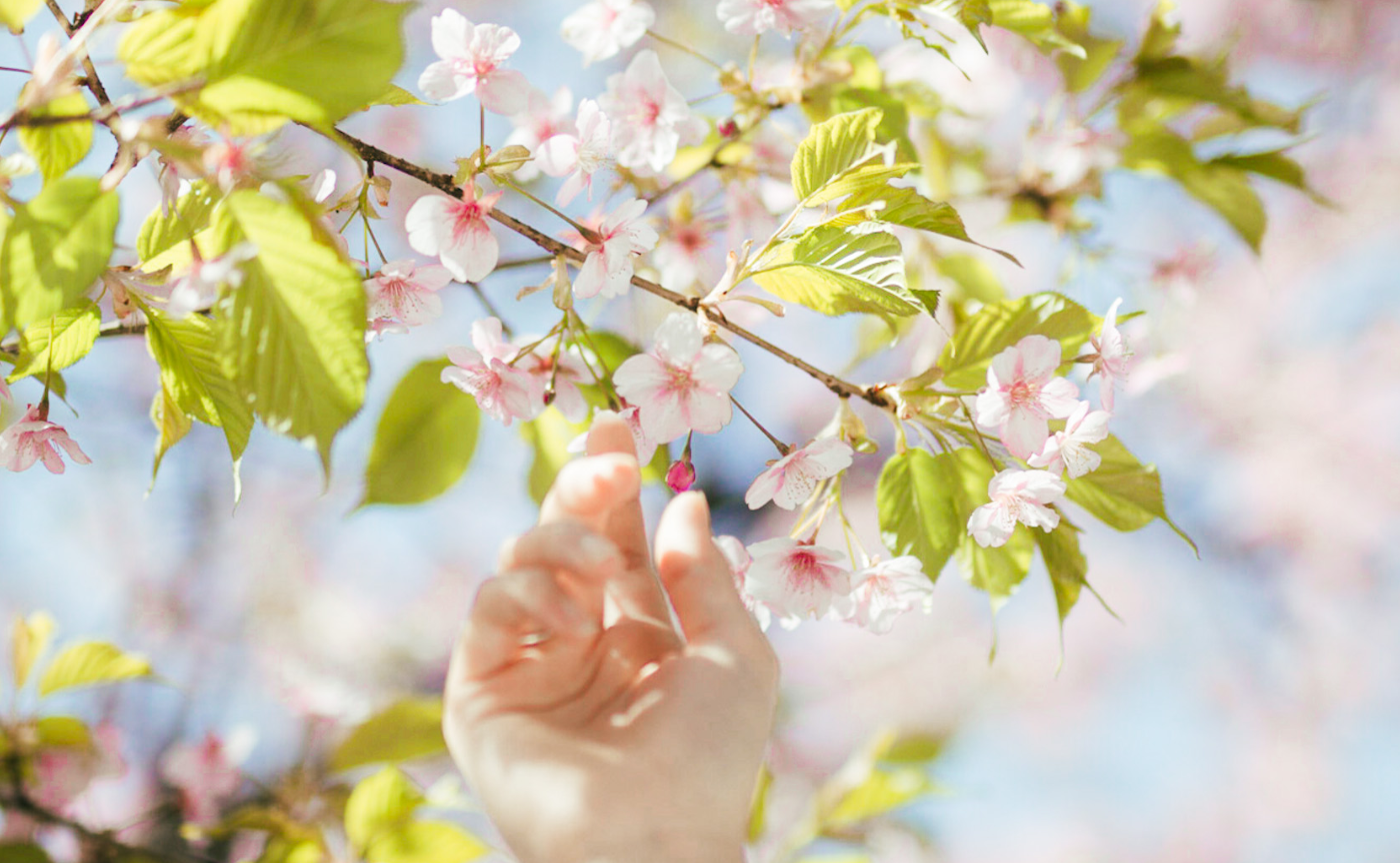 春イベント!一緒に桜を撮りに行きませんか?