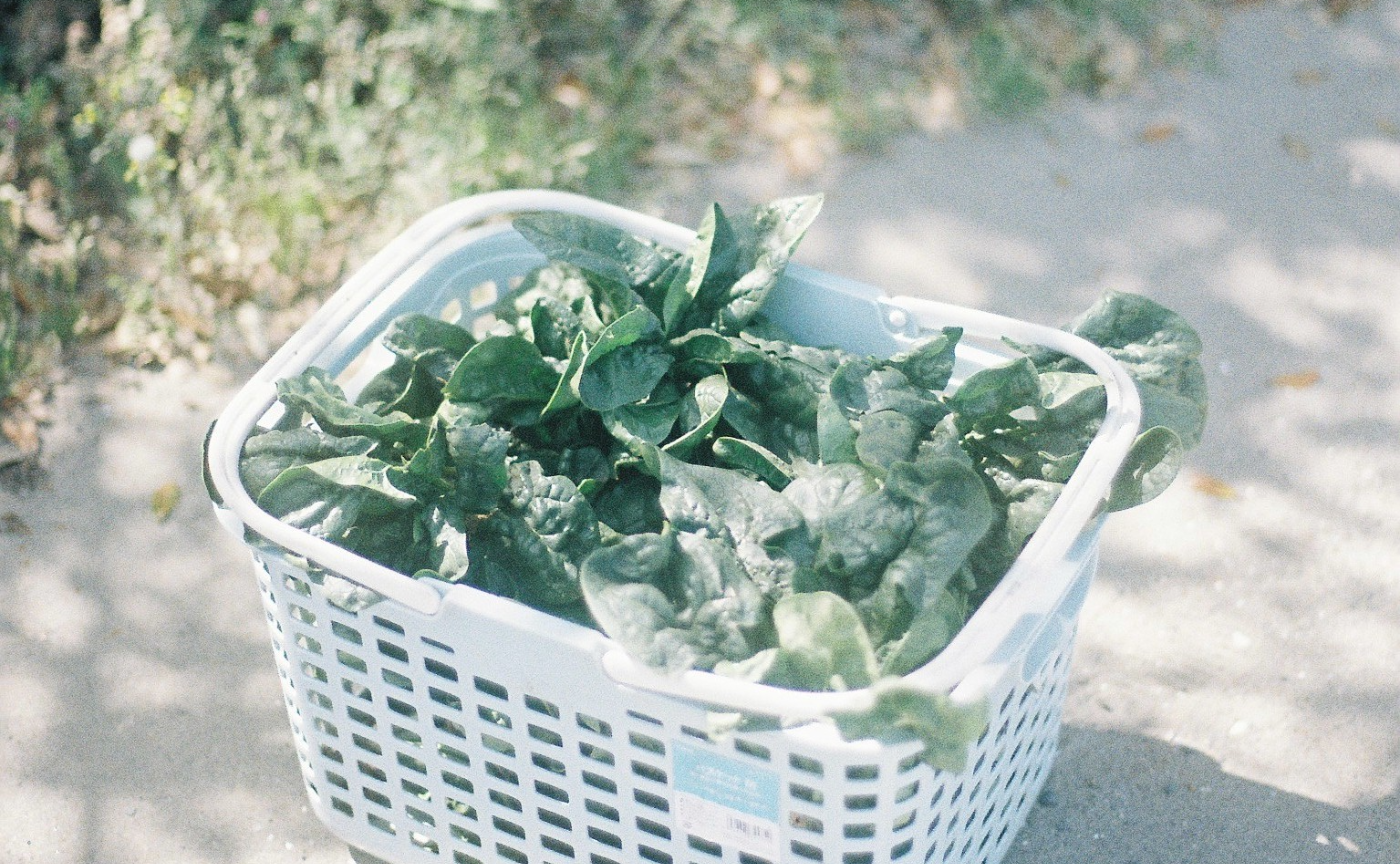 camellใฎGreenDay๐ฅฌ ใฟใใชใฎ็ใง่พฒไฝ้จใๆฅฝใใใ