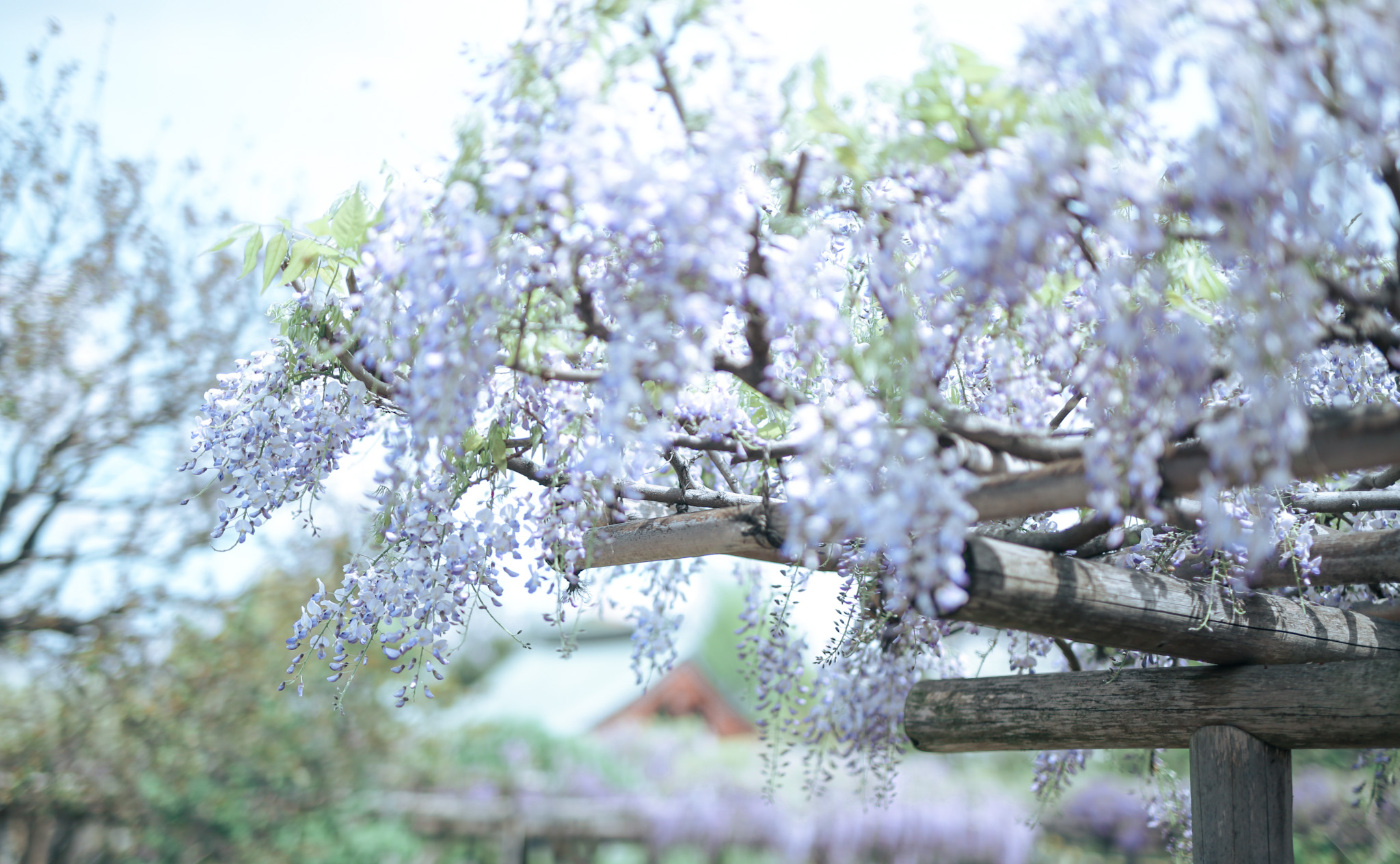 ゆるっと藤の花撮影＆亀戸ランチ