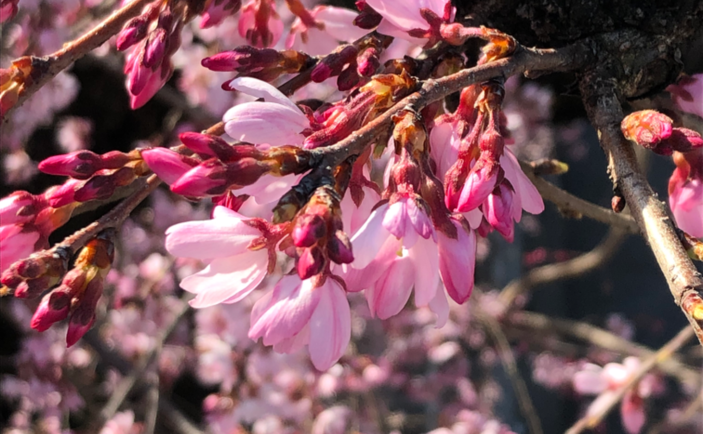 名城公園で桜を………