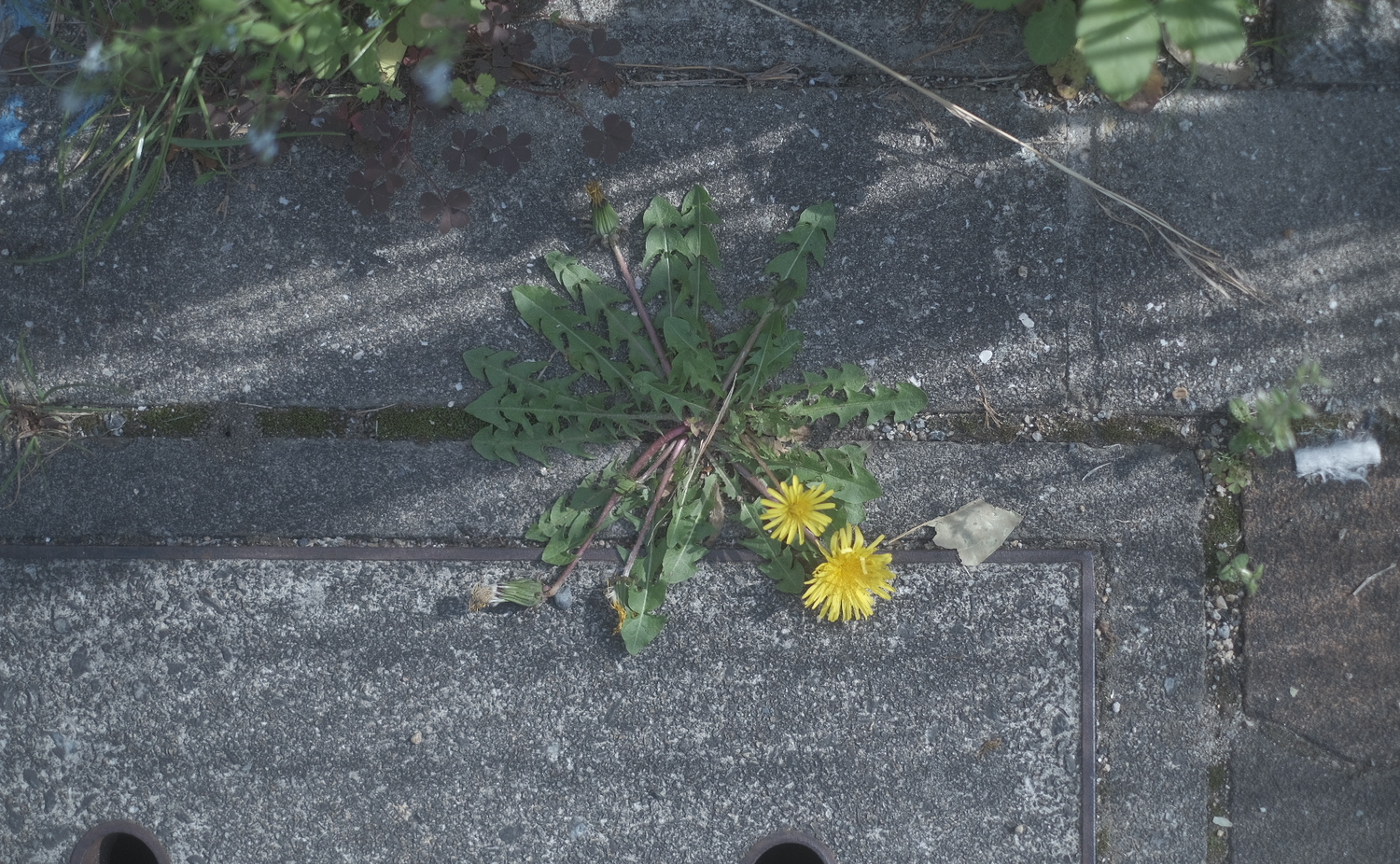 3月のフォトコンテスト「春を感じる時」結果発表