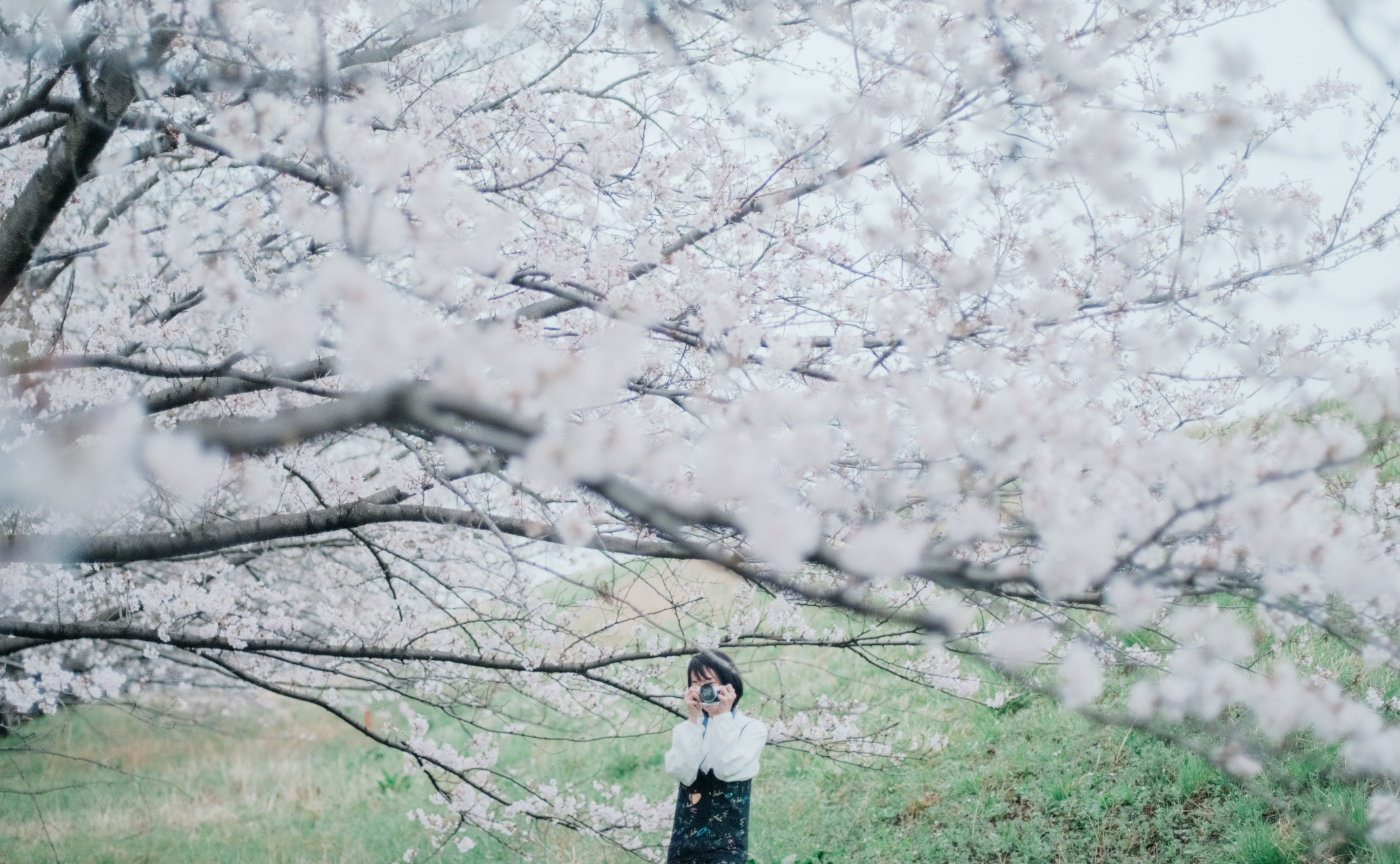 臨時配布!Sakuraプリセット byくらそん