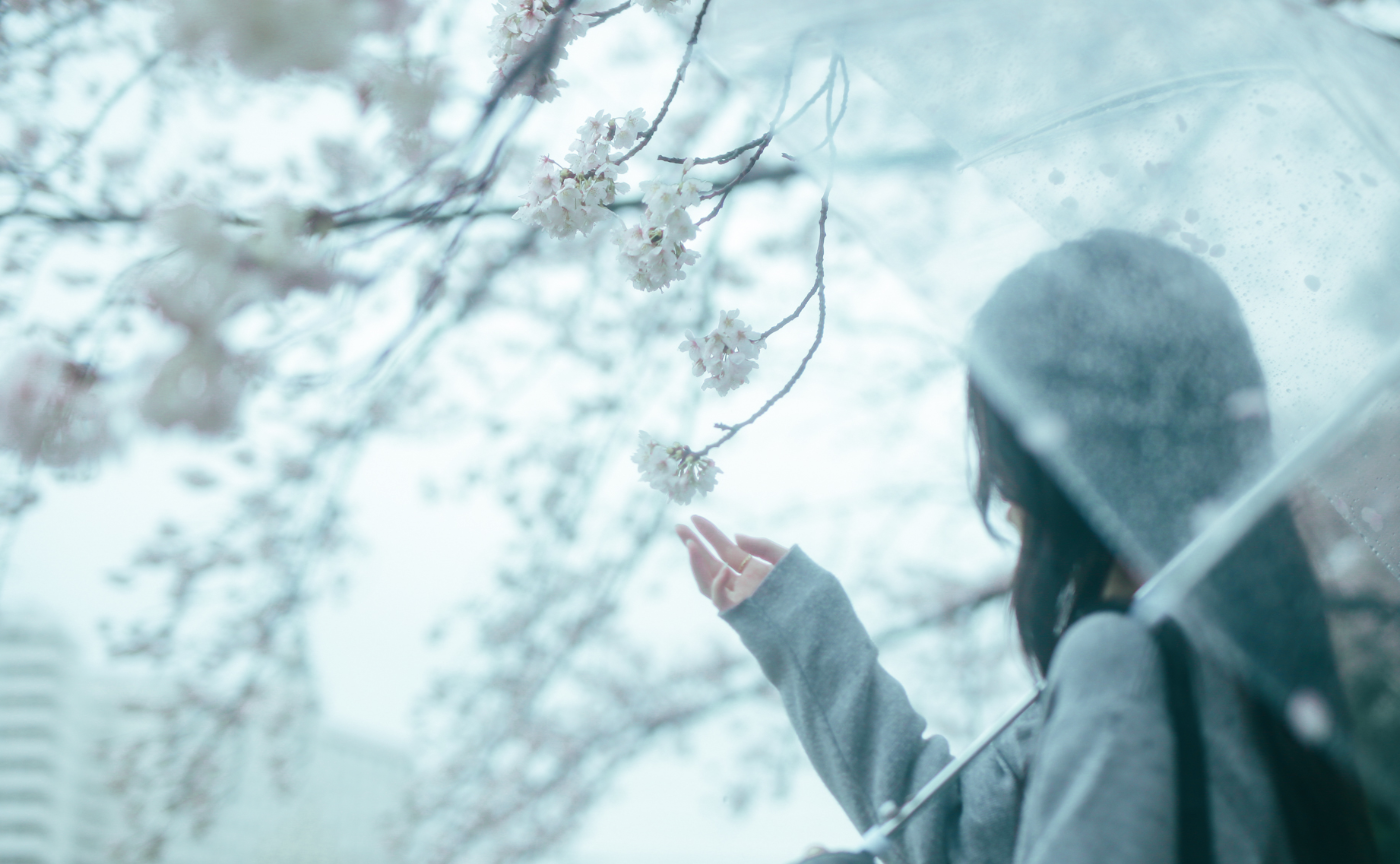 雨と桜、春撮影レポート
