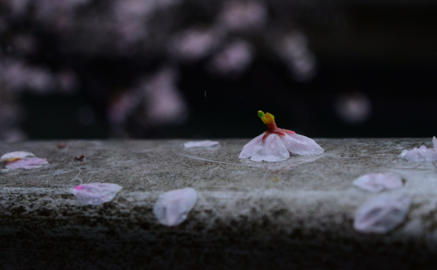 雨の日の桜ってドラマだ〜🌸