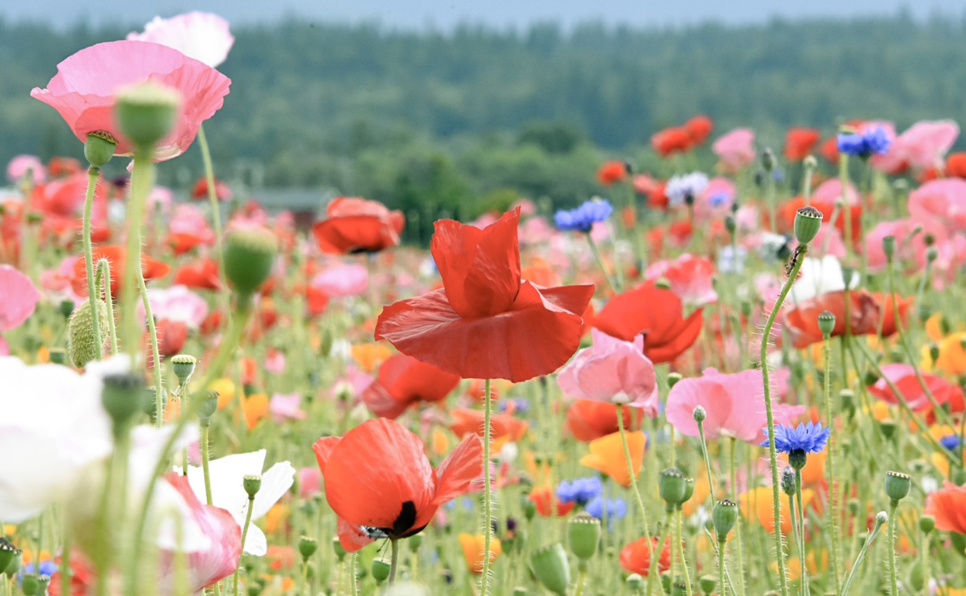 昭和記念公園撮影会 withソフィーさん