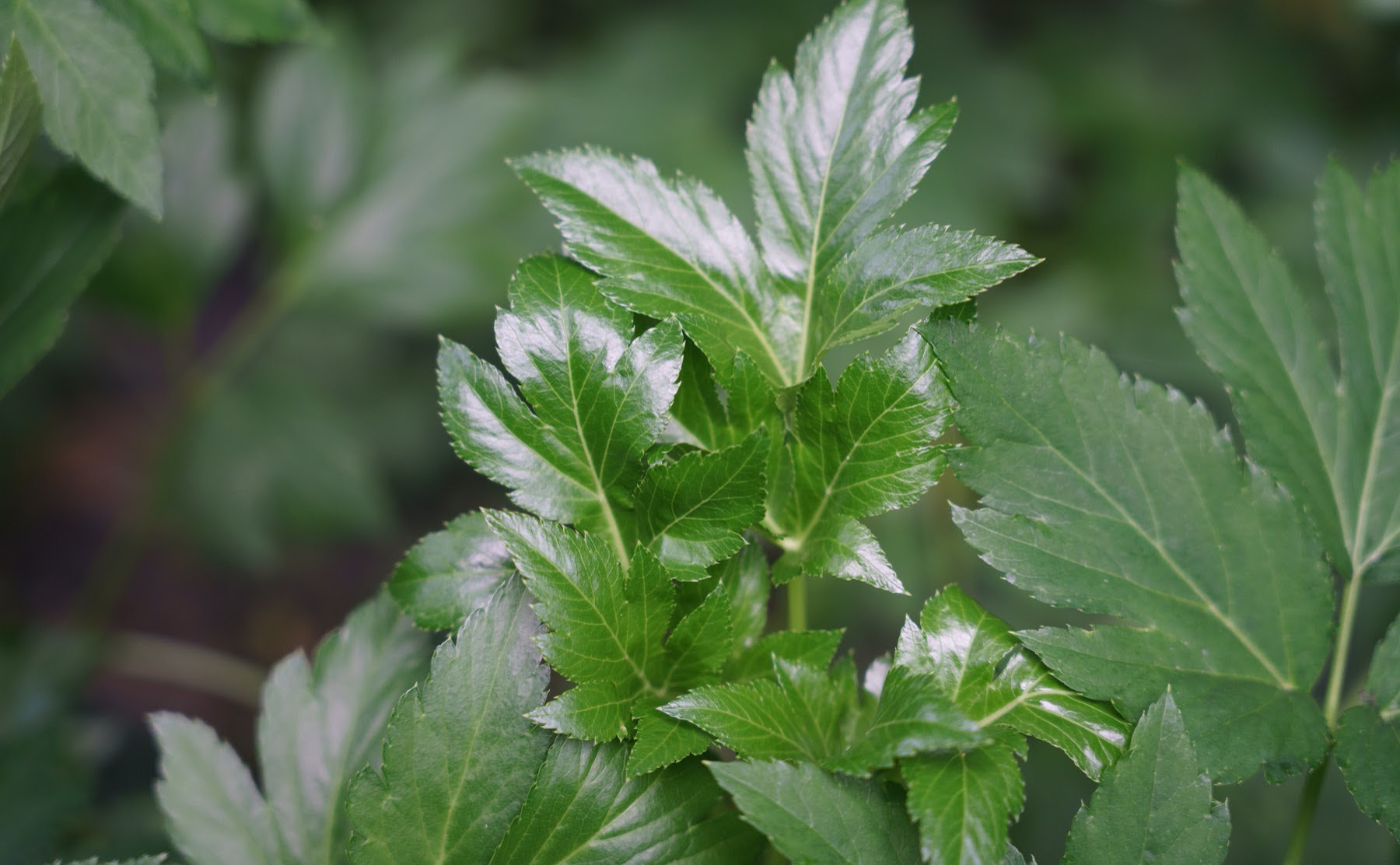 mo.ya-i ashitaba steamに蒸されてみました