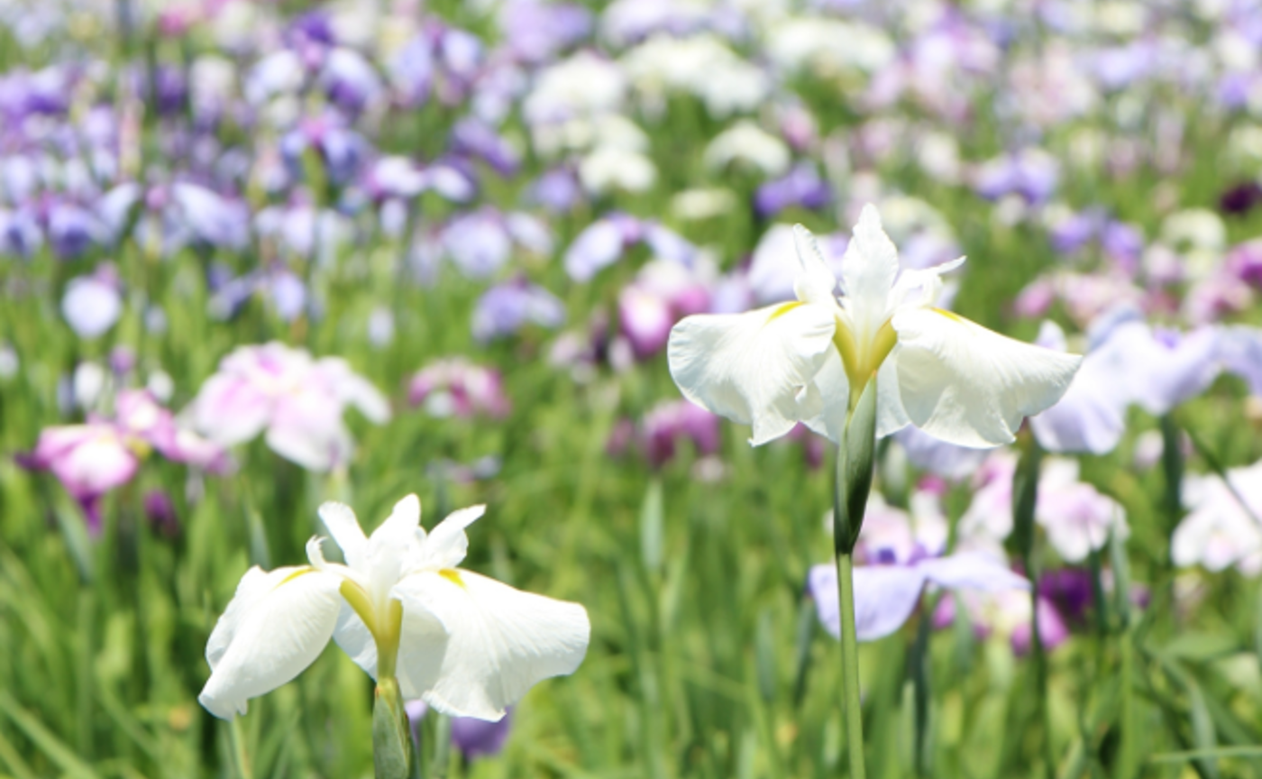 【福岡県】宮地嶽神社で、菖蒲と神事を一緒に撮影しませんか？
