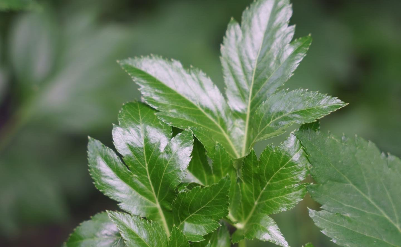 薬草メディテーション体験@Atlya