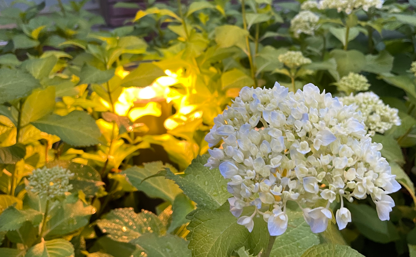 ウェーサーカ祭で感じたこと