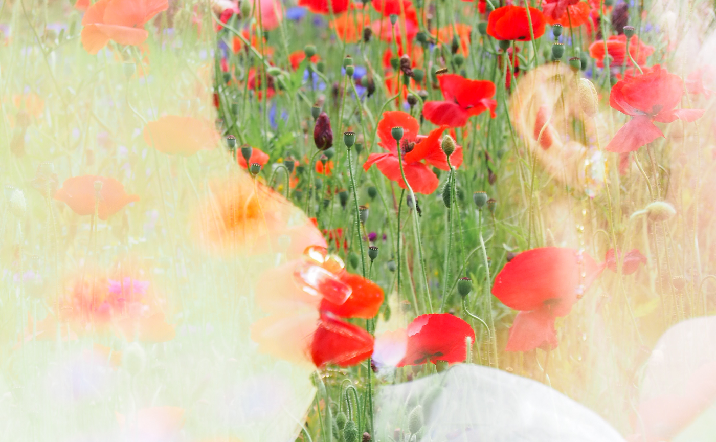 多重露光に挑戦📸