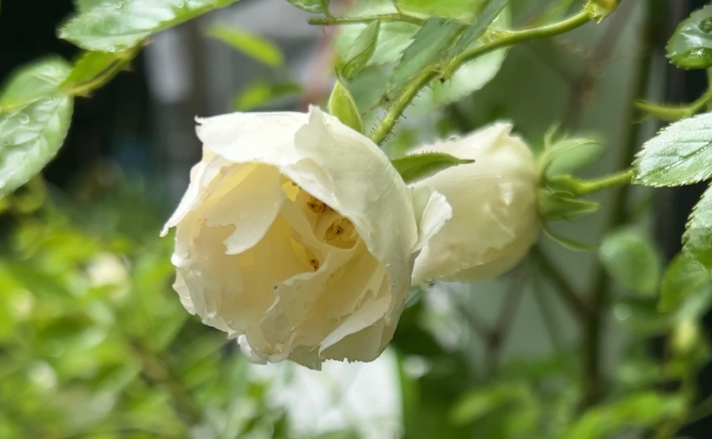 自分のテリトリーから抜け出そう part4テリトリーにより顔を使い分ける