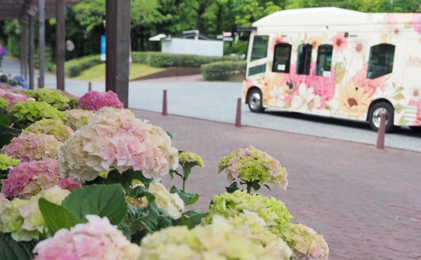 カラフルなあじさいを横目に散歩が気持ち良い、初夏のハウステンボス