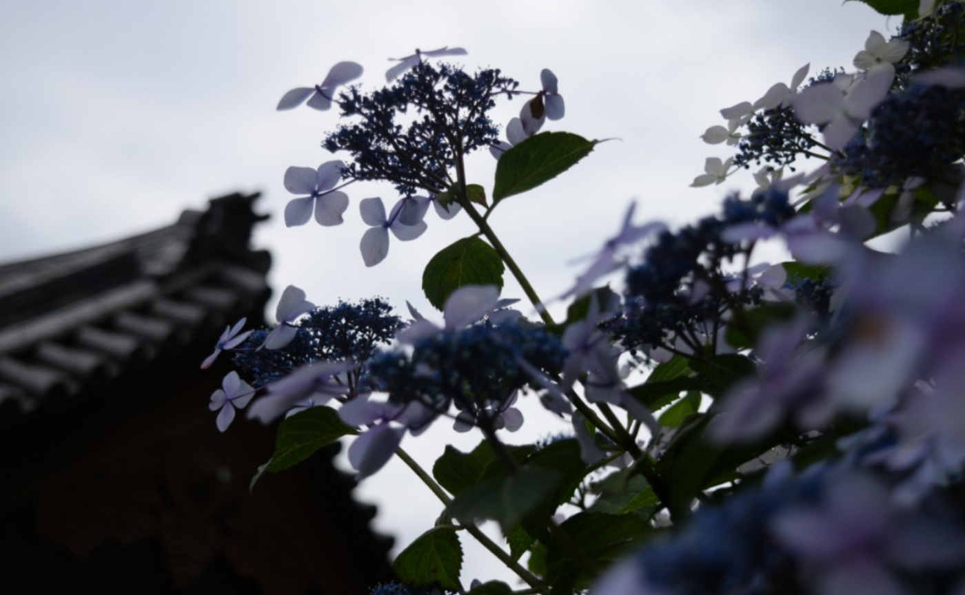 【レポート】あじさい名所寺社２景巡り