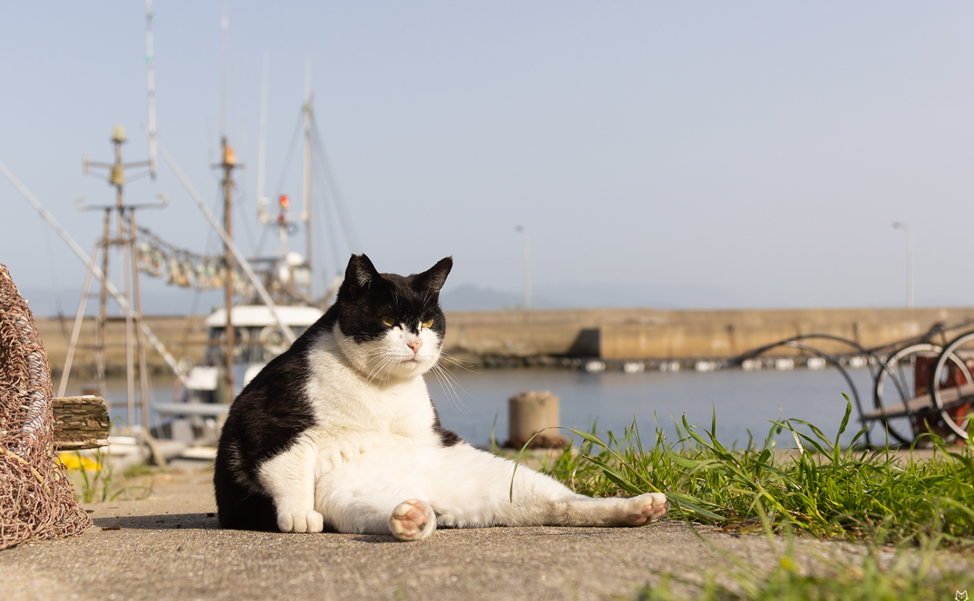 猫写真家・森永健一さんを招いた夜のトーク会
