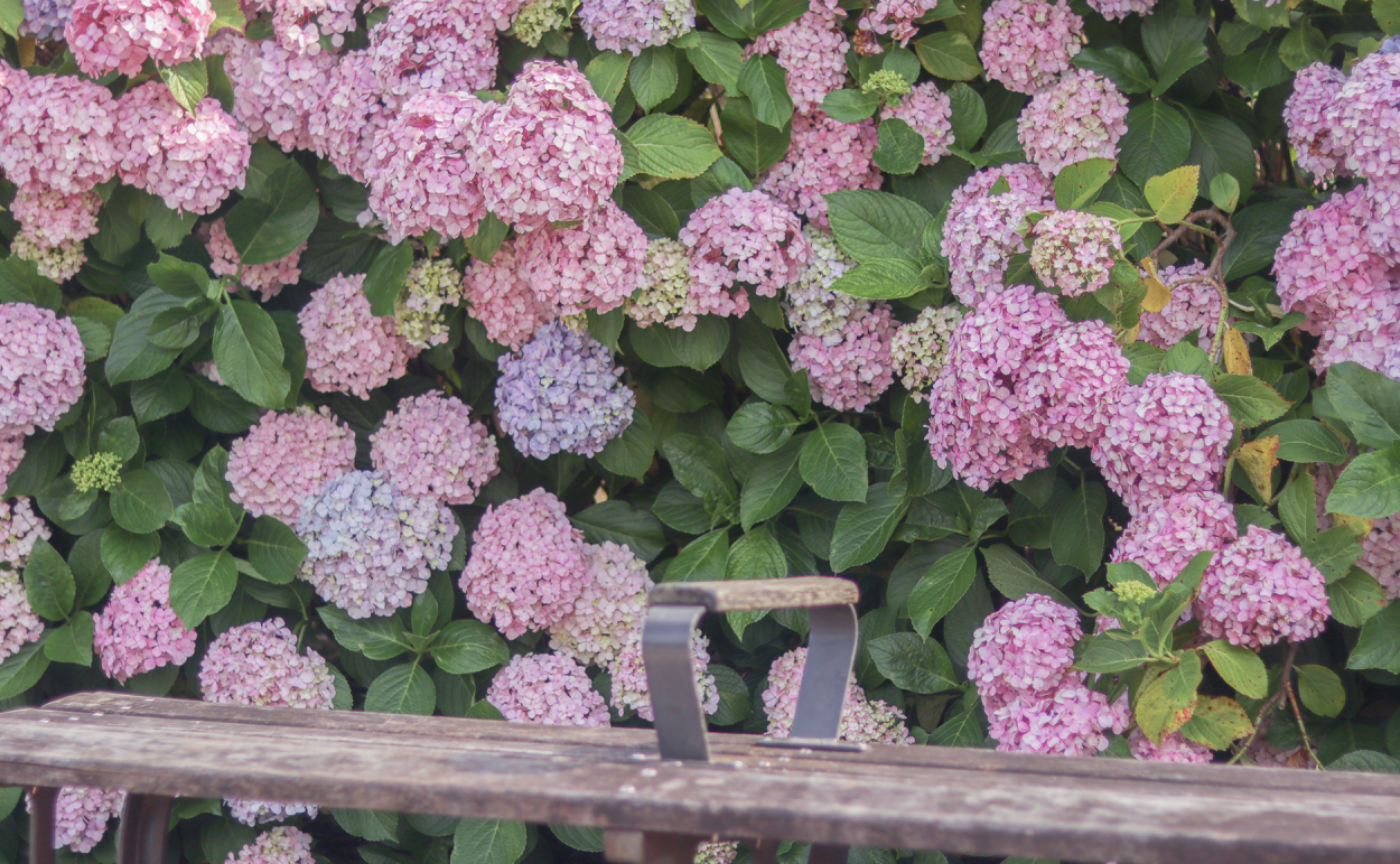 紫陽花@旧中川水辺公園