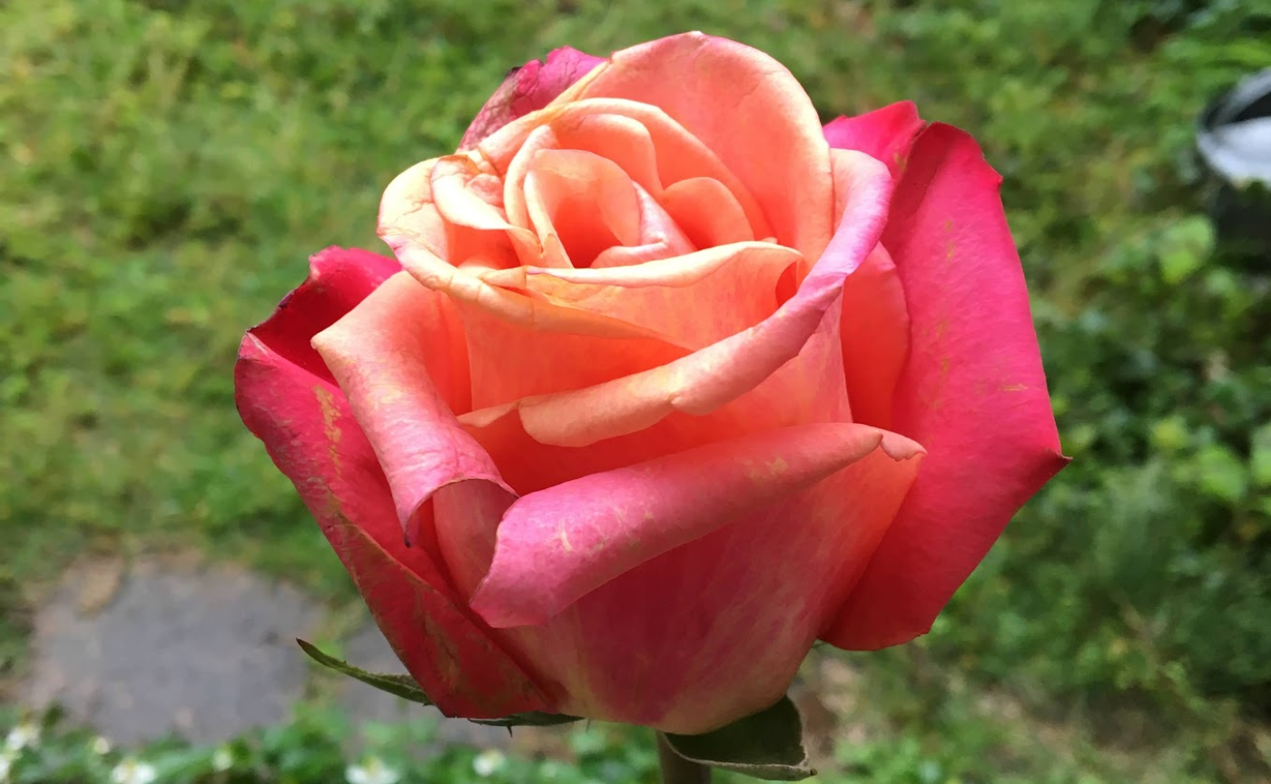 ROSE を心に植えて、お金との付き合い方を考える　【ワタシクリエイトCAMP　Day1】