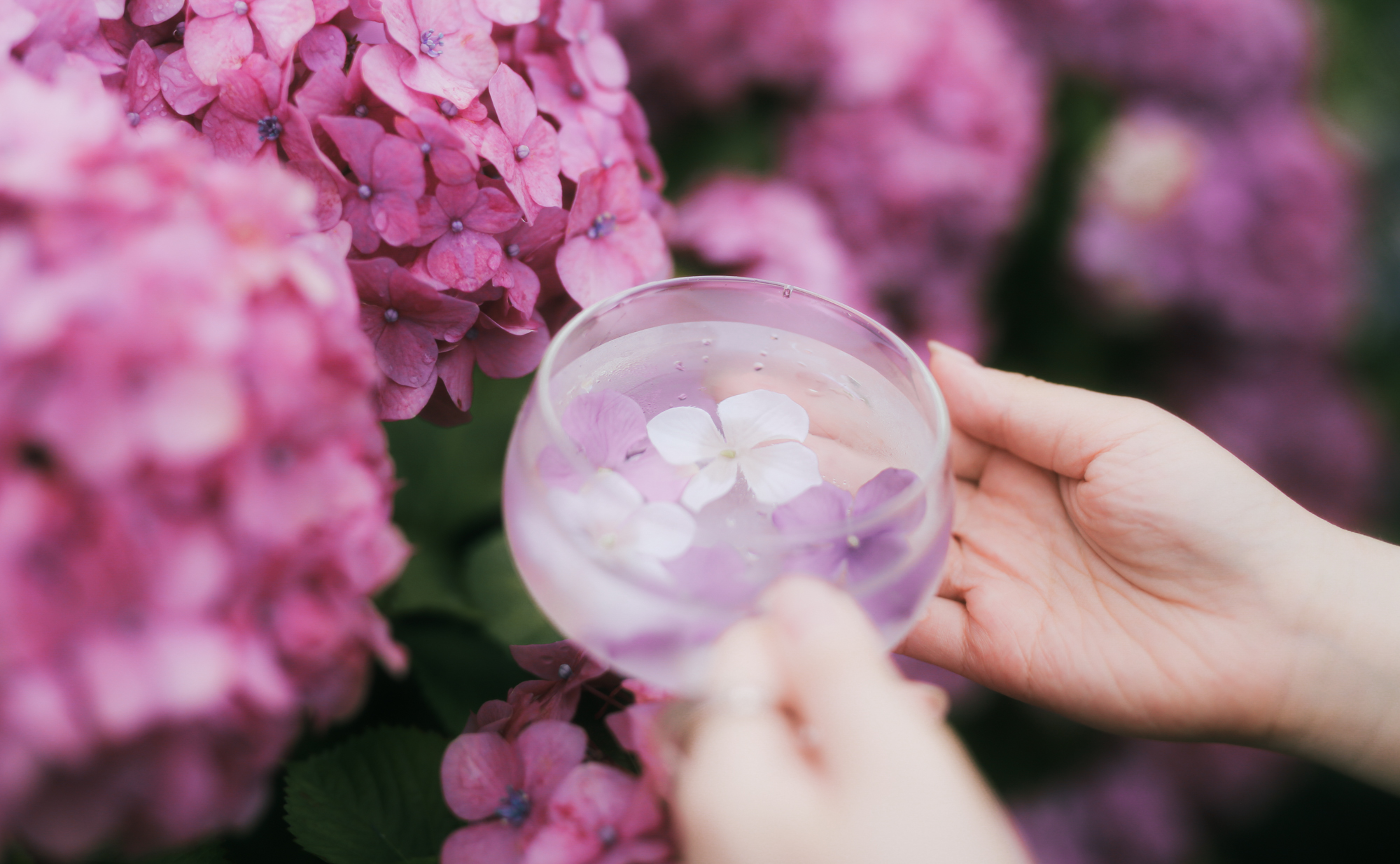 【第2回】紫陽花を撮りにいきませんか?レポ