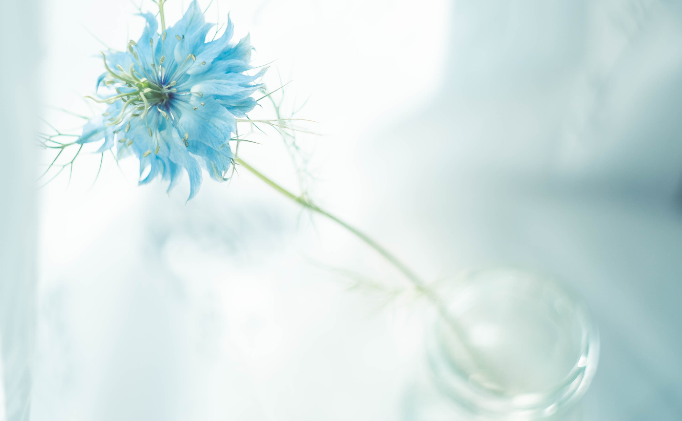 ワークショップ「淡く優しい写真を撮ろうの会」最優秀賞の発表