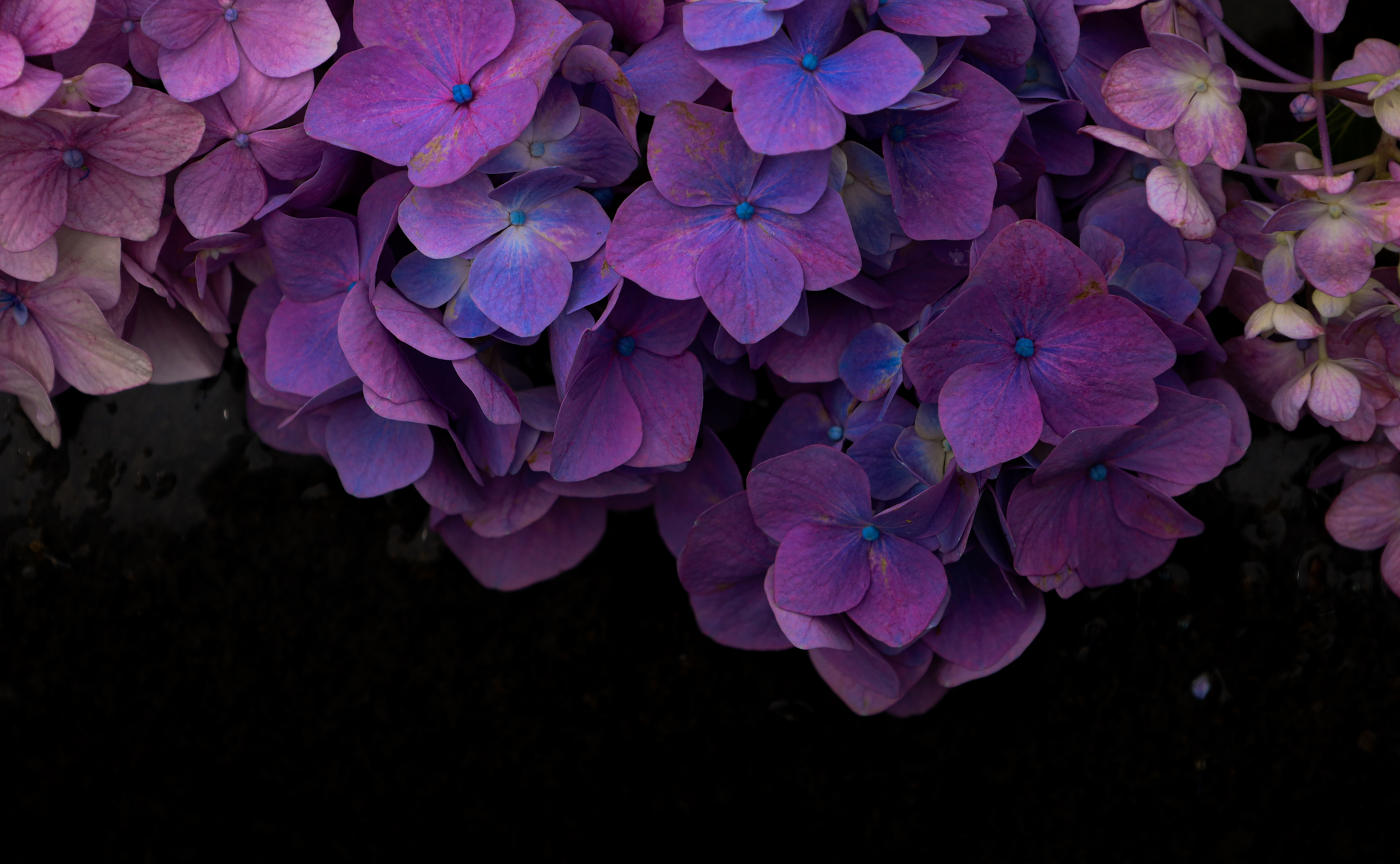 紫陽花で好きを深める