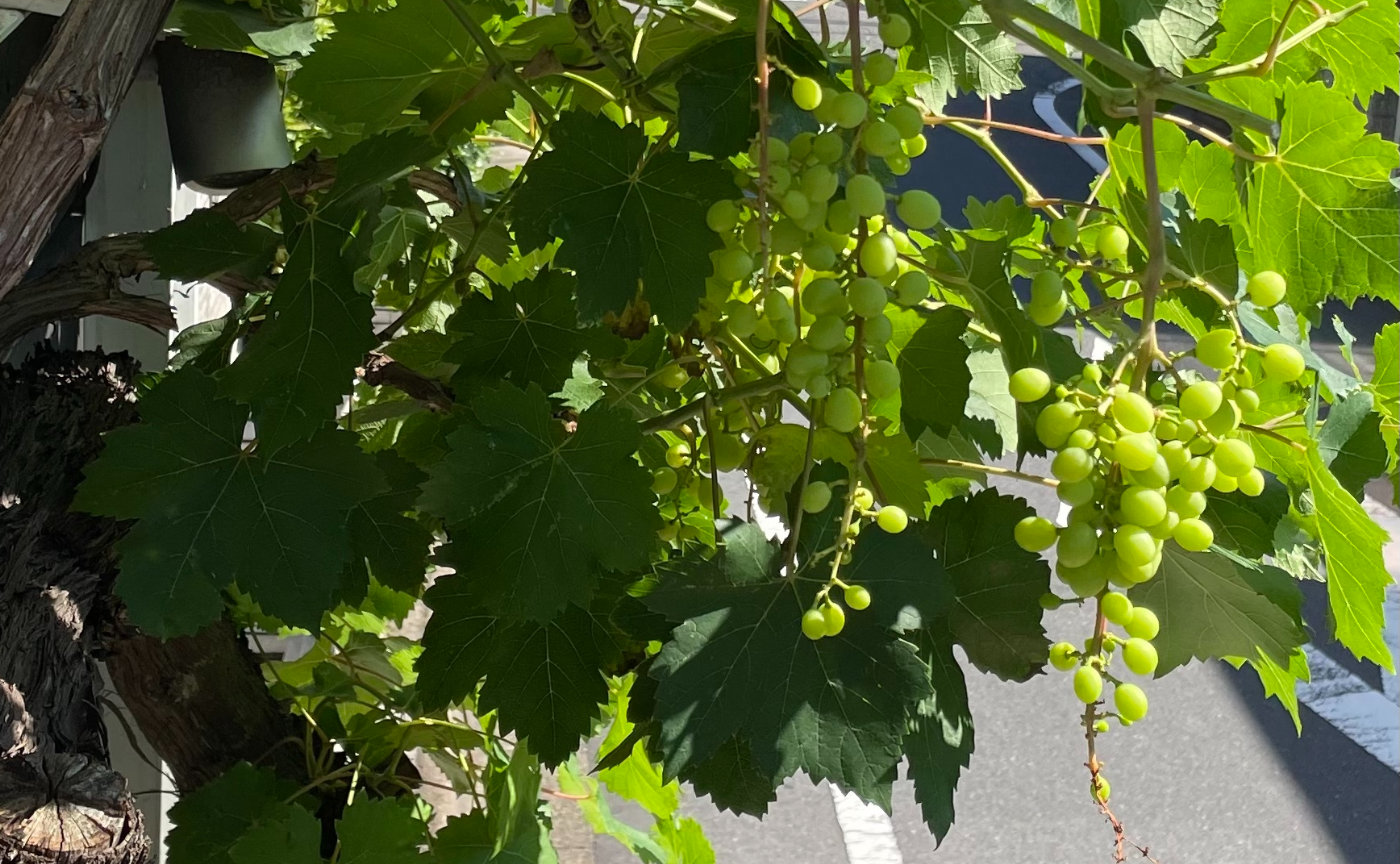 葡萄の袋がけと家の成長