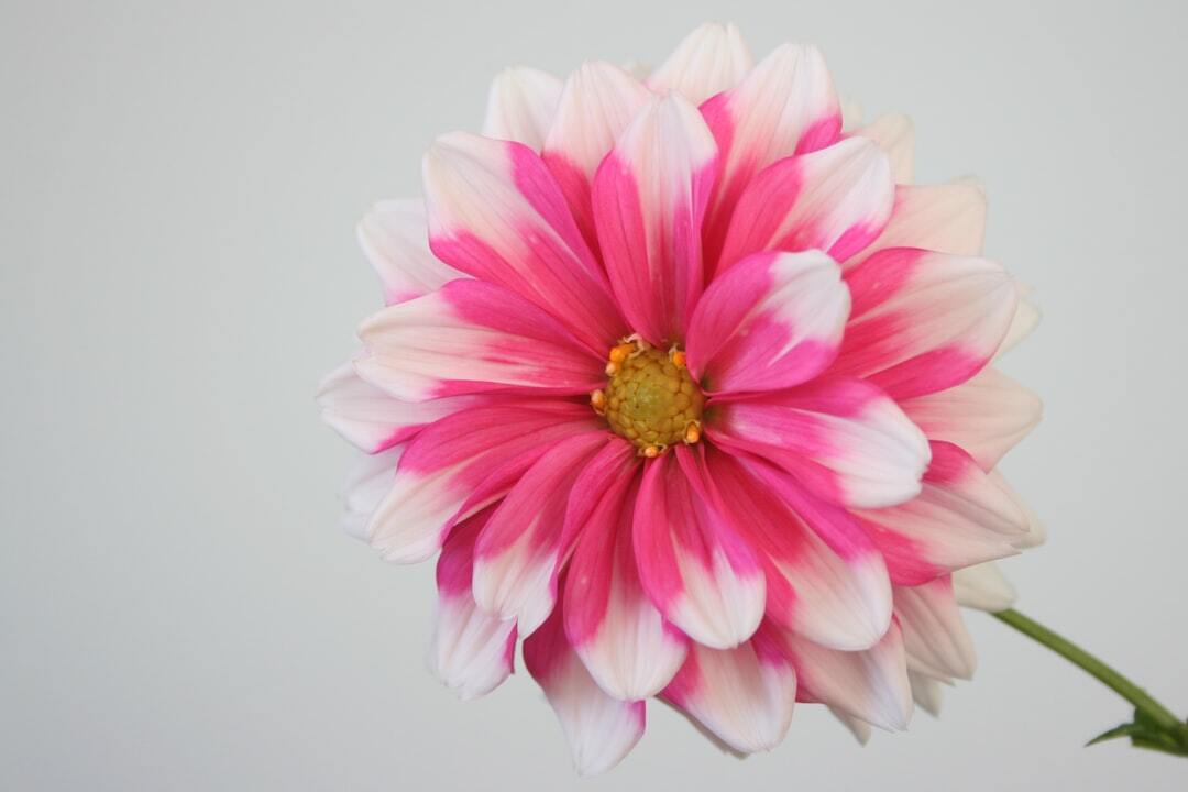 咀嚼嚥下力が弱い子への偏食対応