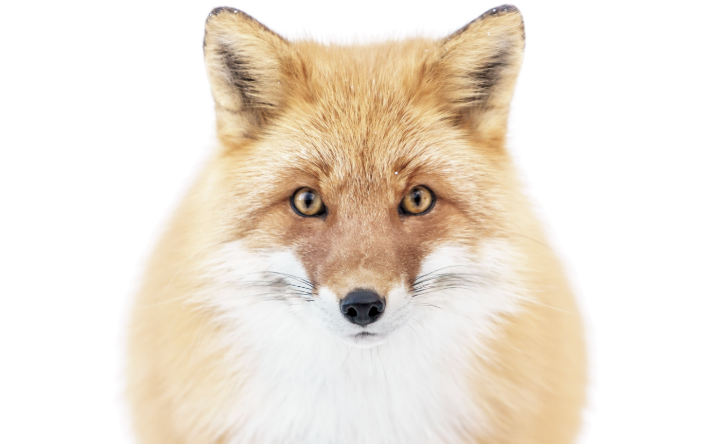 動物写真家・井上浩輝さんを招いた夜のトーク会